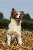 BORDER COLLIE 1075